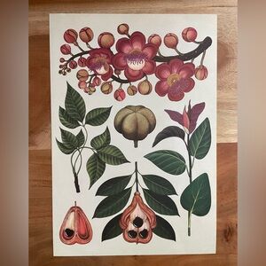 Floral Botanical Art Print Perfect for Framing